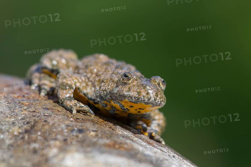 Yellow-bellied toad