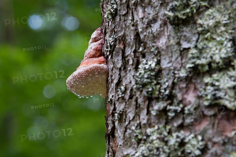 Tinder Fungus