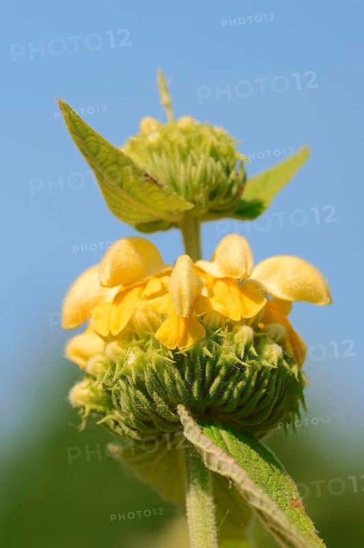 Yellow fireweed
