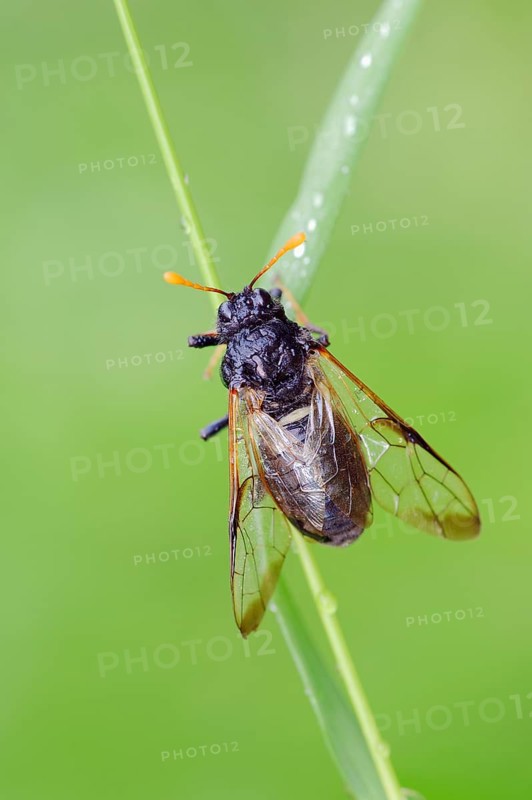 Birch Sawfly