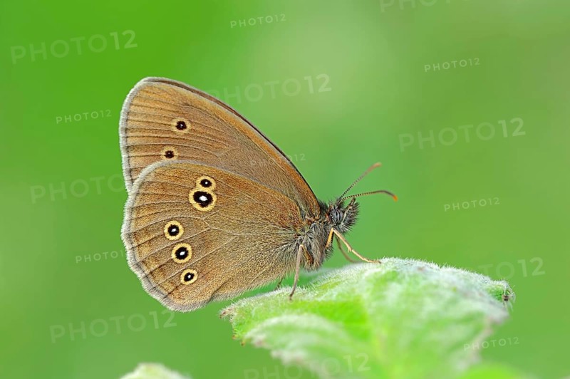 Ringlet