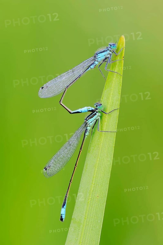 Blue-tailed Damselflies