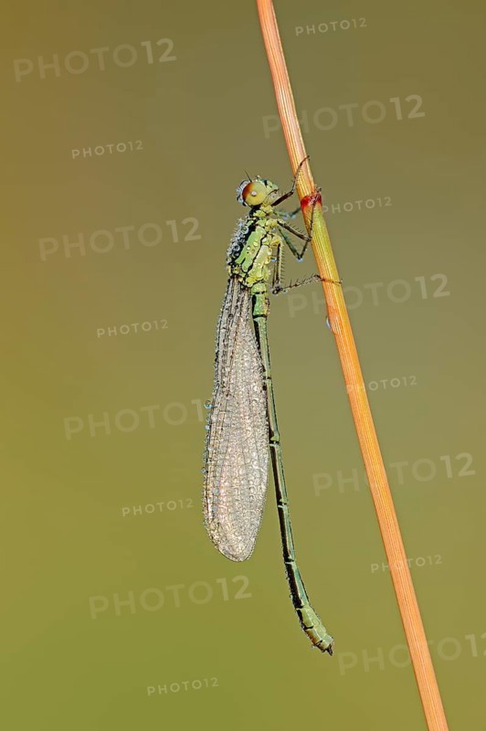 Small Red-eyed Damselfly