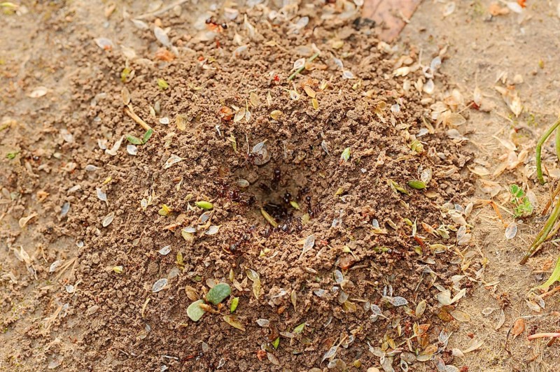 Harvester ants