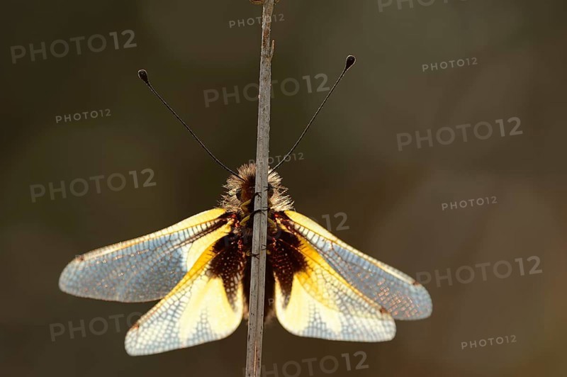Owly Sulphur