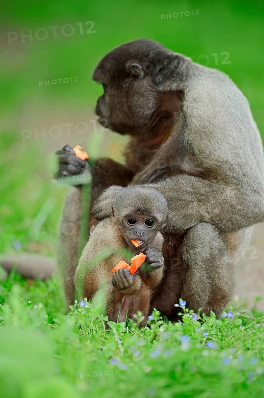 Common Woolly Monkey