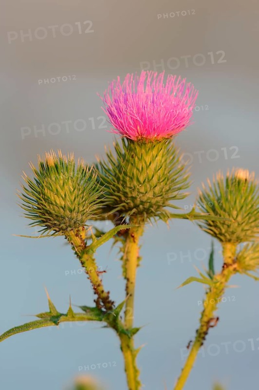 Common thistle