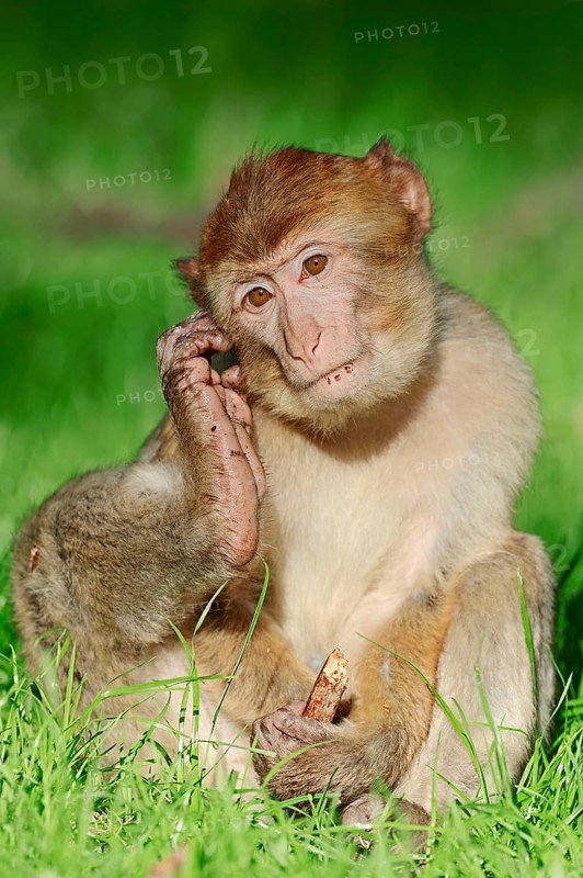 Young Barbary Ape