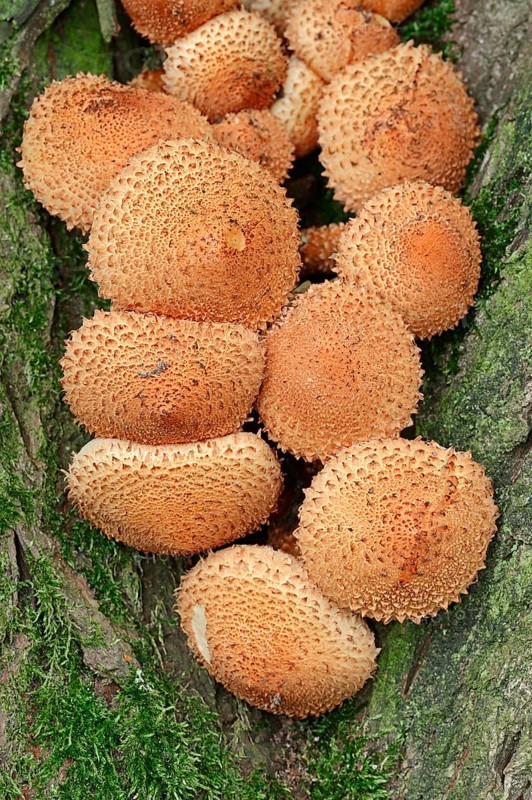 Shaggy scalycap