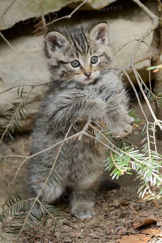 European Wildcat