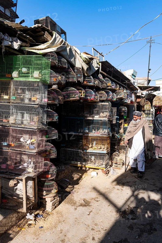 Birds for sale