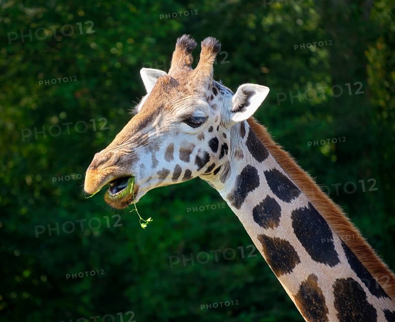 Rothschild's Giraffe