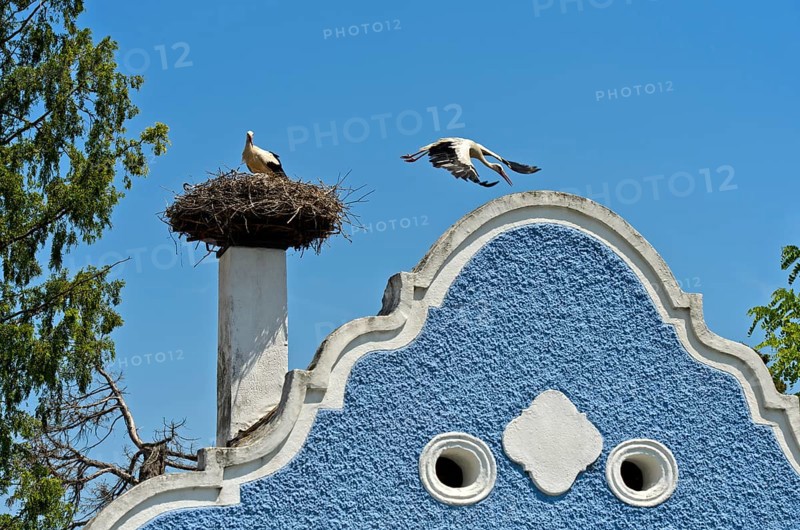 White stork