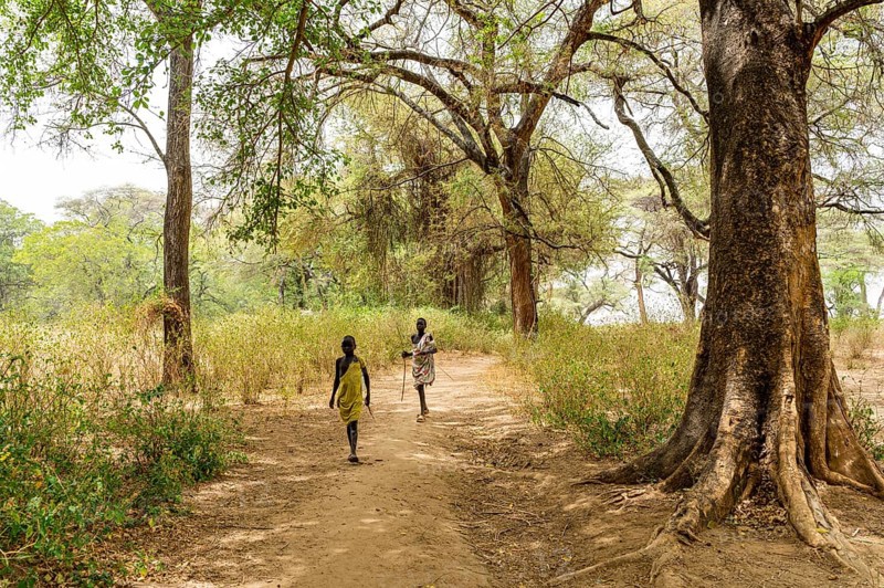 Teak tree forest in Eastern Equatoria state