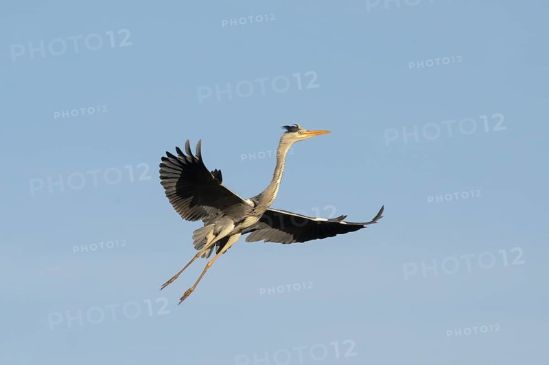 Grey heron