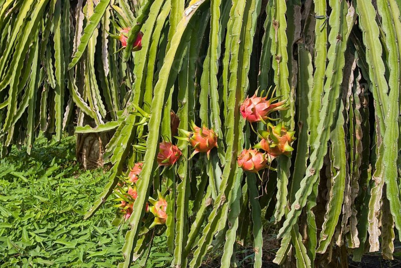 Dragon fruit