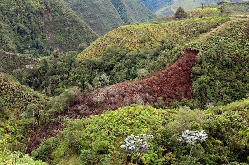Deforestation of the cloud forest