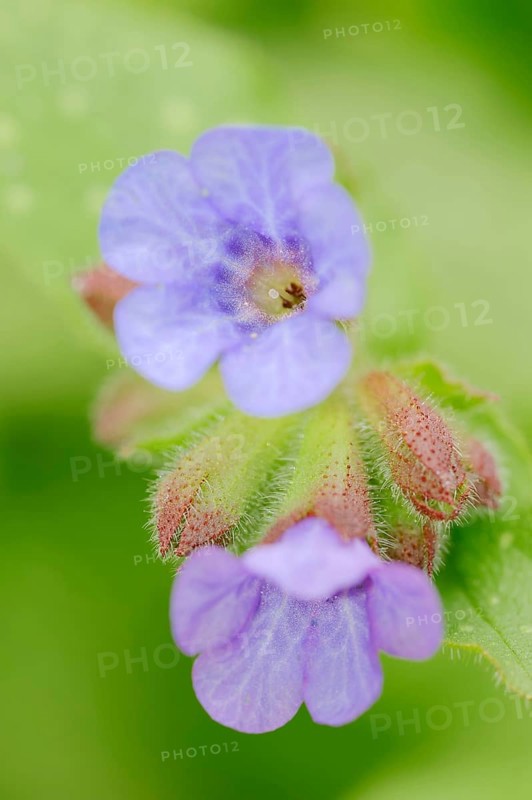 Lungwort