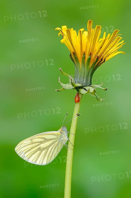 Green-veined White