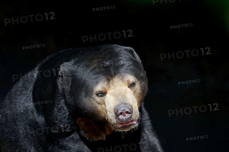 Sun bear