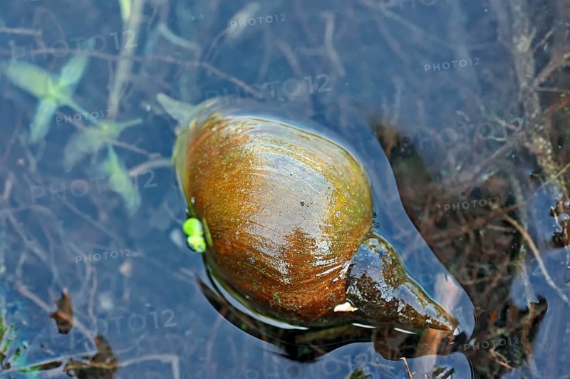 Great pond snail