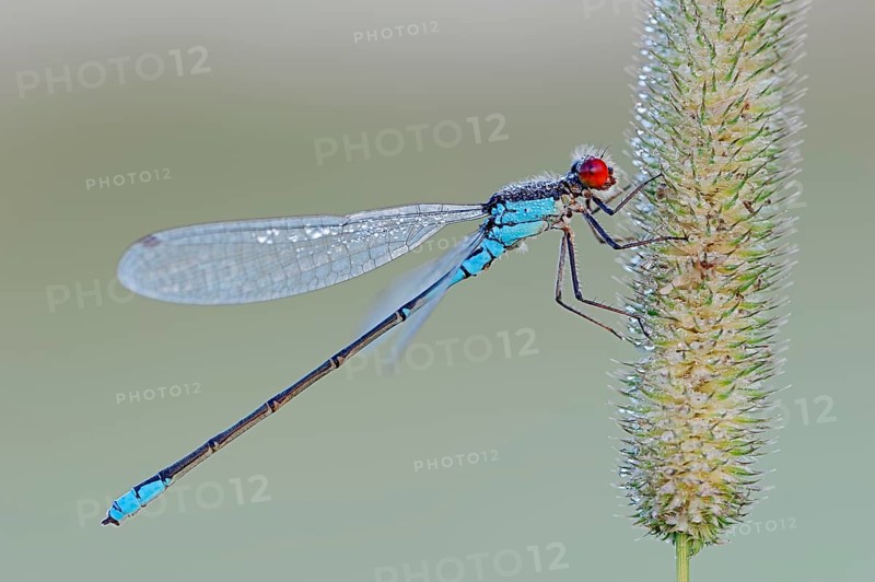 Small Red-eyed Damselfly