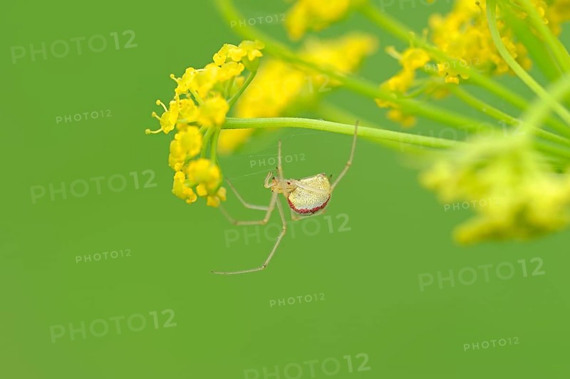 Comb-footed Spider