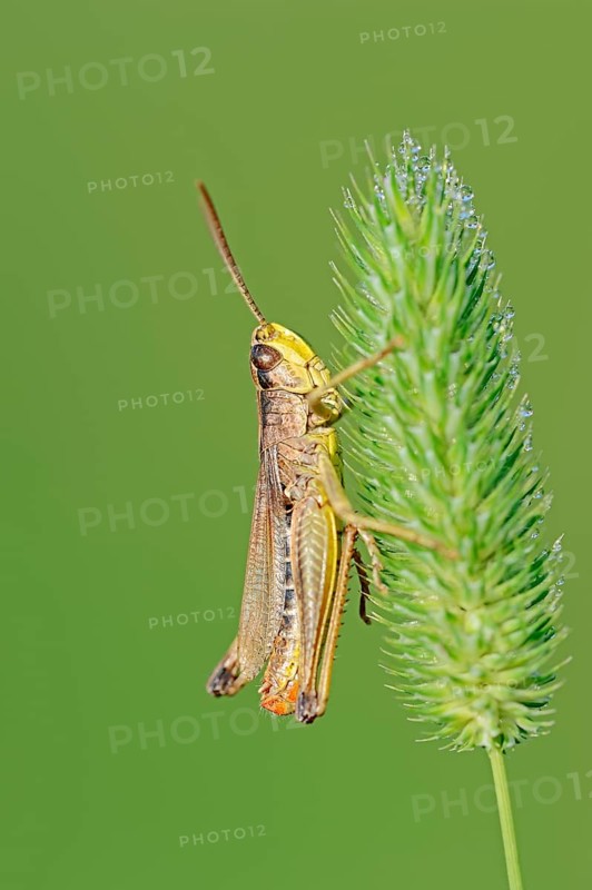 Meadow Grasshopper