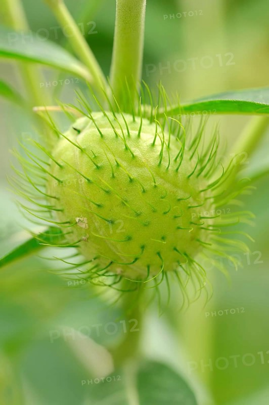 Narrow-Leaf Cotton Bush
