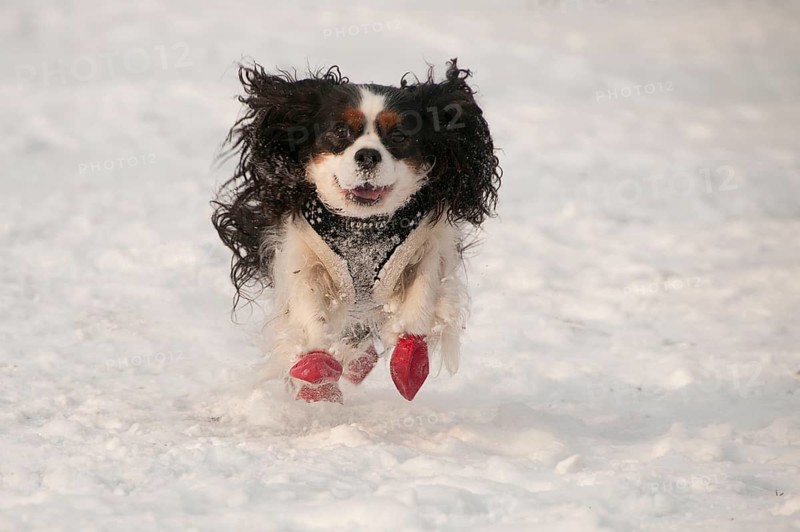 Cavalier King Charles Spaniel