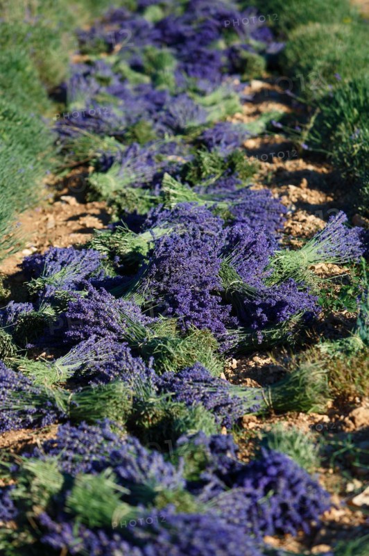 Lavender field