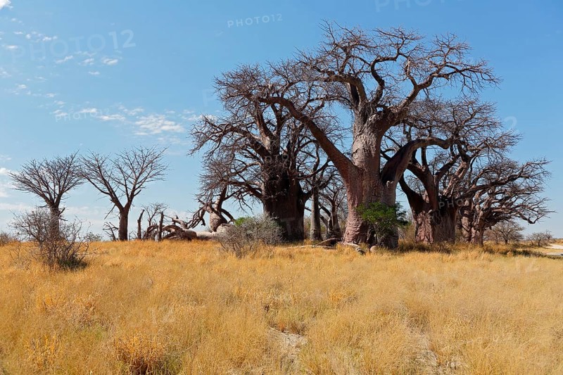 Baobab
