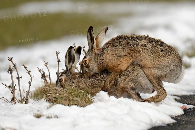 Brown Hares