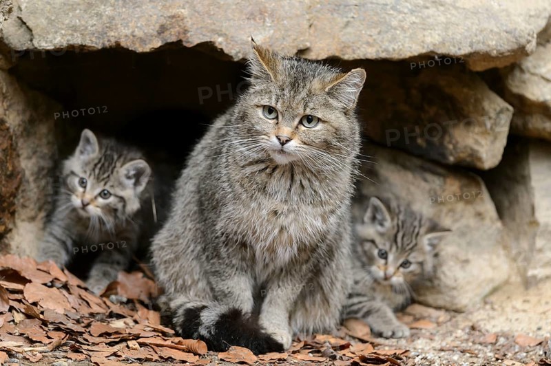 European Wildcat