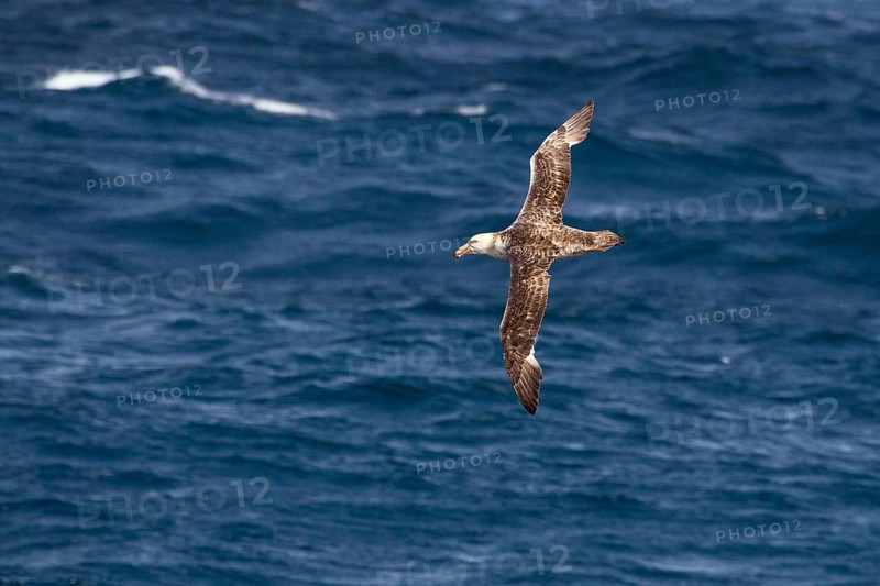 Southern giant petrel