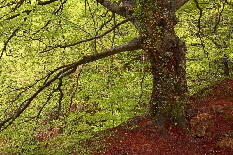 Beech trees