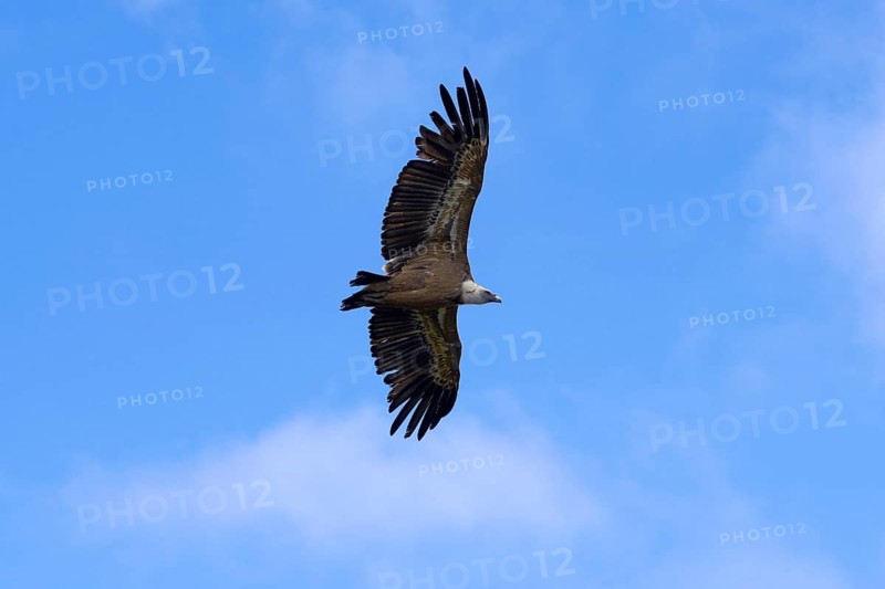 Vulture