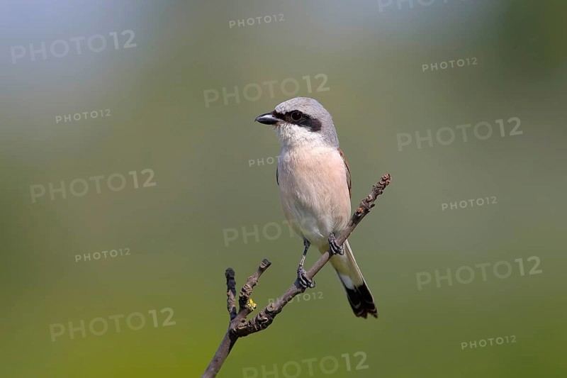 Red-backed Shrike