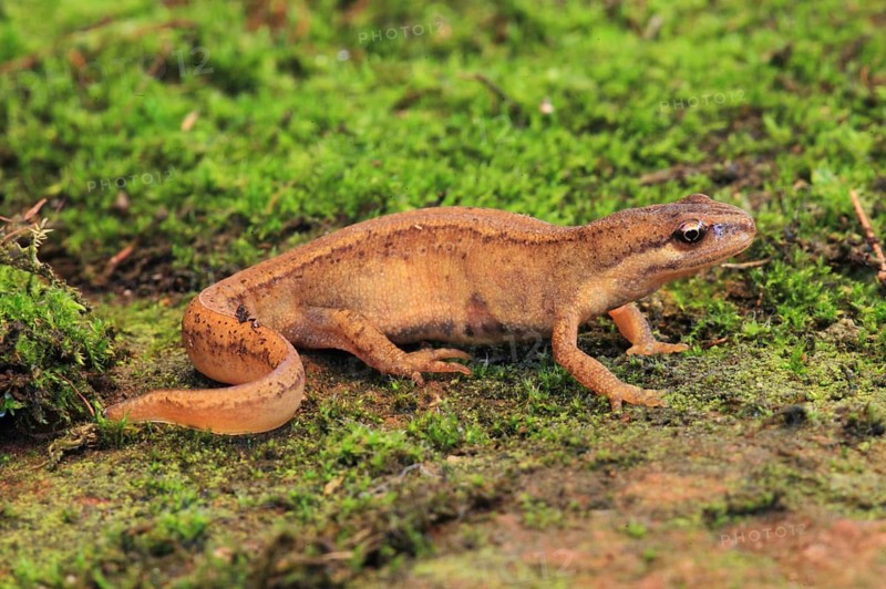 Common newt