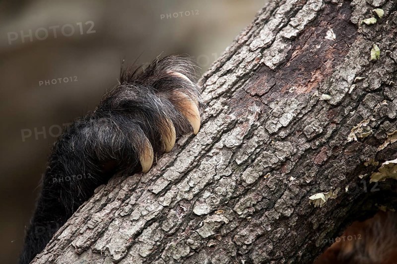 Spectacled Bear