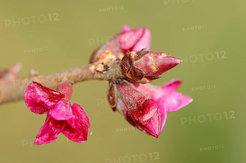 February Daphne