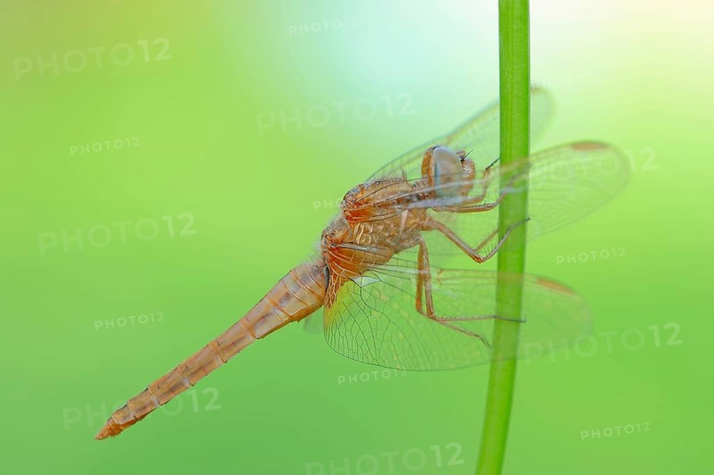 Scarlet Dragonfly