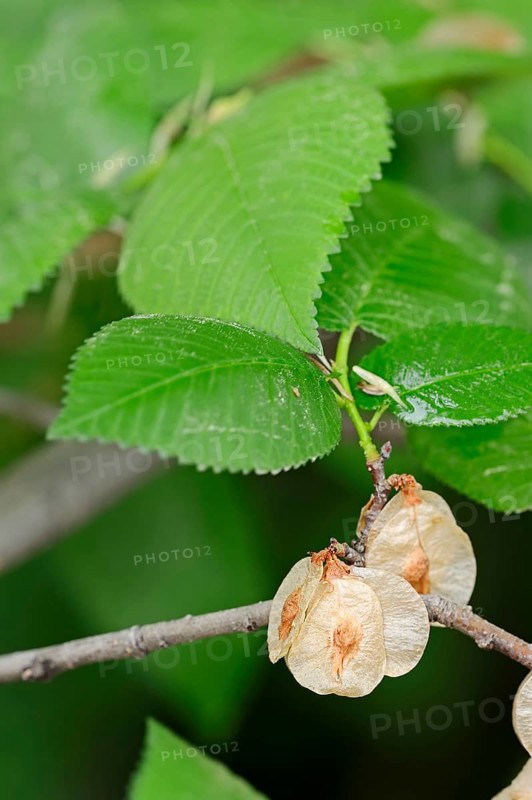 European White Elm