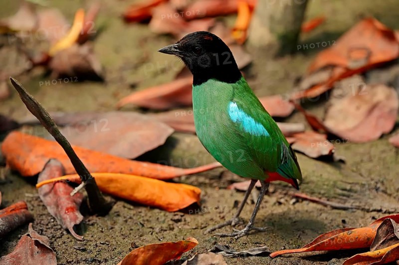 Hooded Pitta