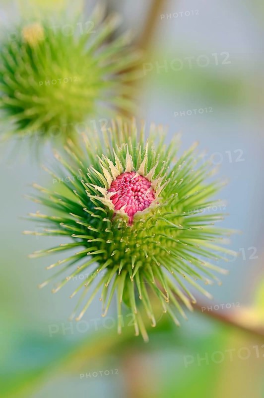 Greater Burdock