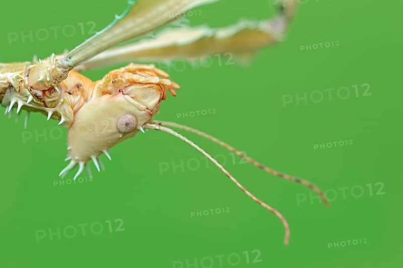Giant prickly stick insect