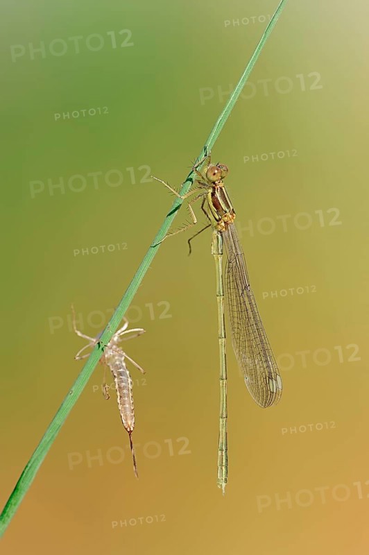 Willow Emerald Damselfly