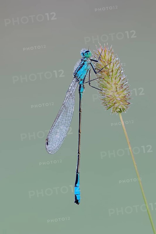 Blue-tailed damselfly