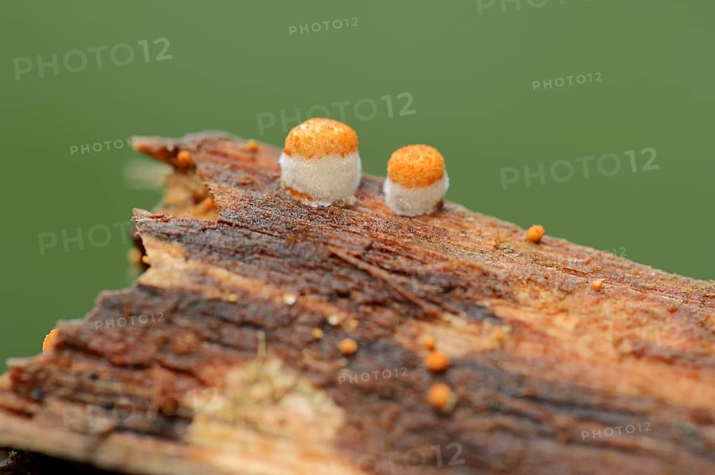 Common Bird's Nest
