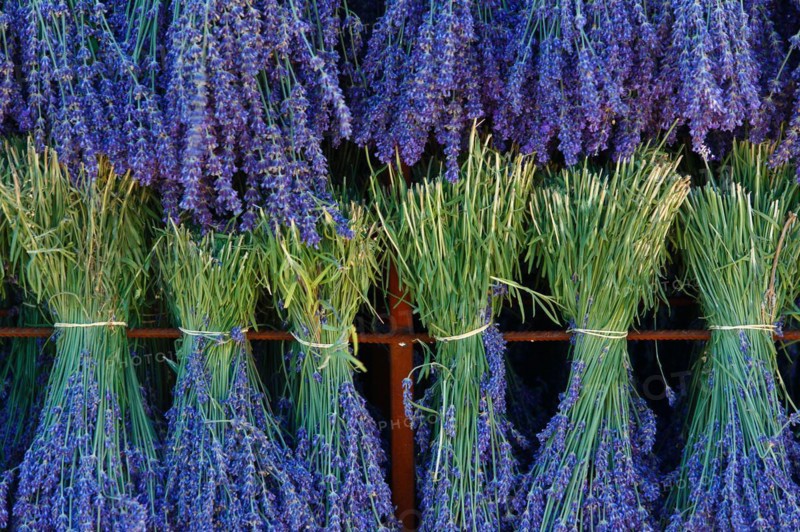 Lavender harvest